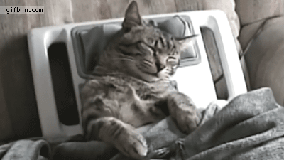 Cat neck massage