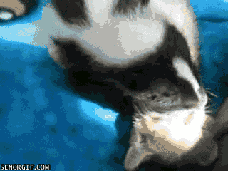  Skunk Kisses Kitty Cat Favorite 